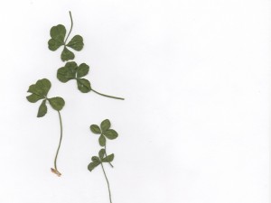 clover001