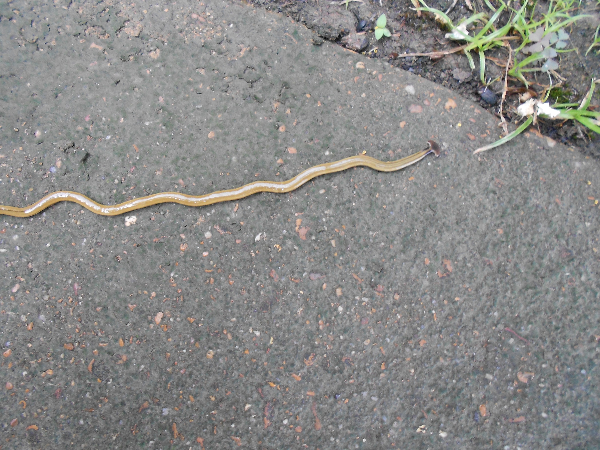 download hammer head snake download hammer head snake